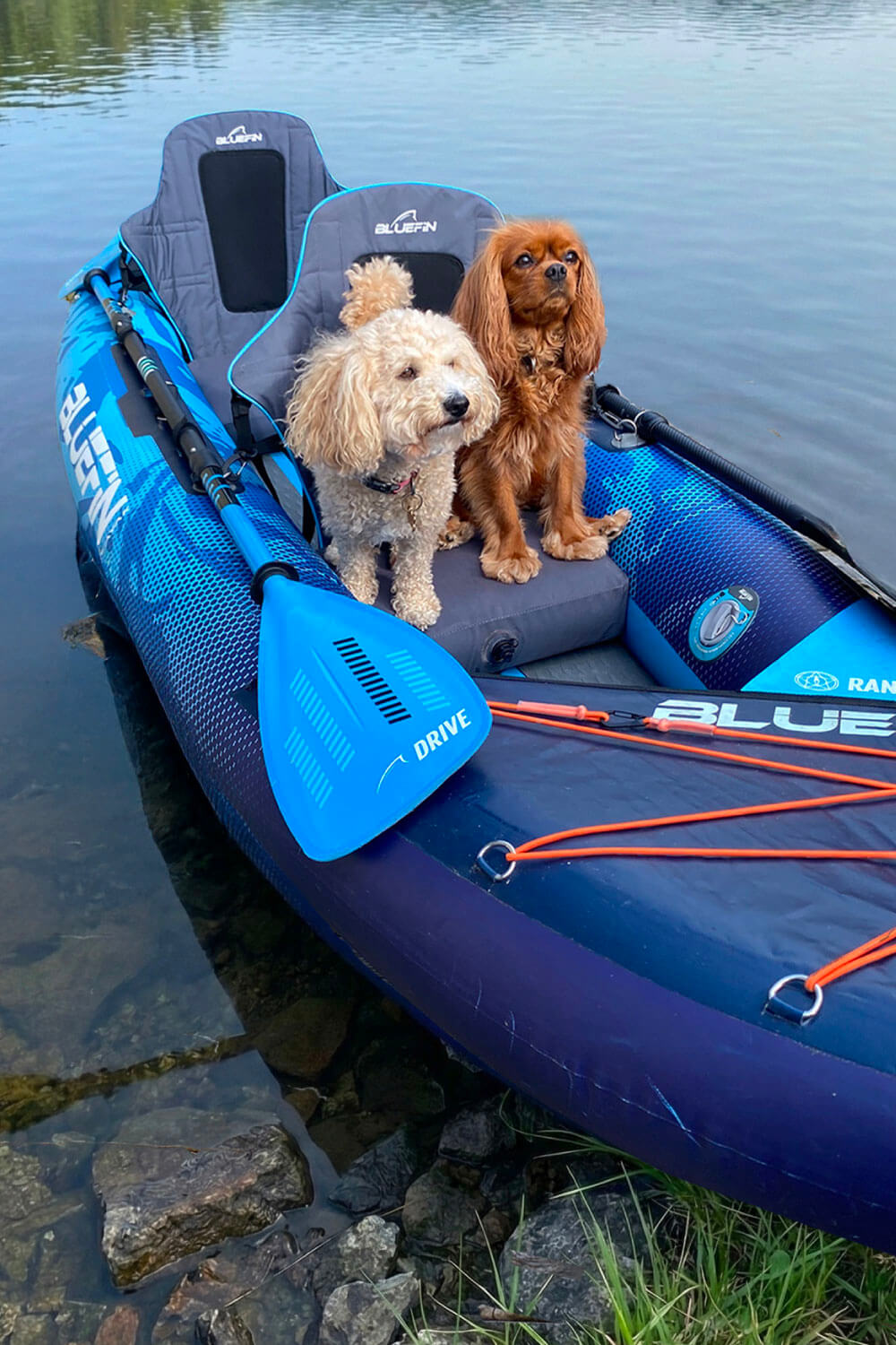 Two dogs sitting on a blue inflatable paddleboard by the water, with a blue paddle nearby.
