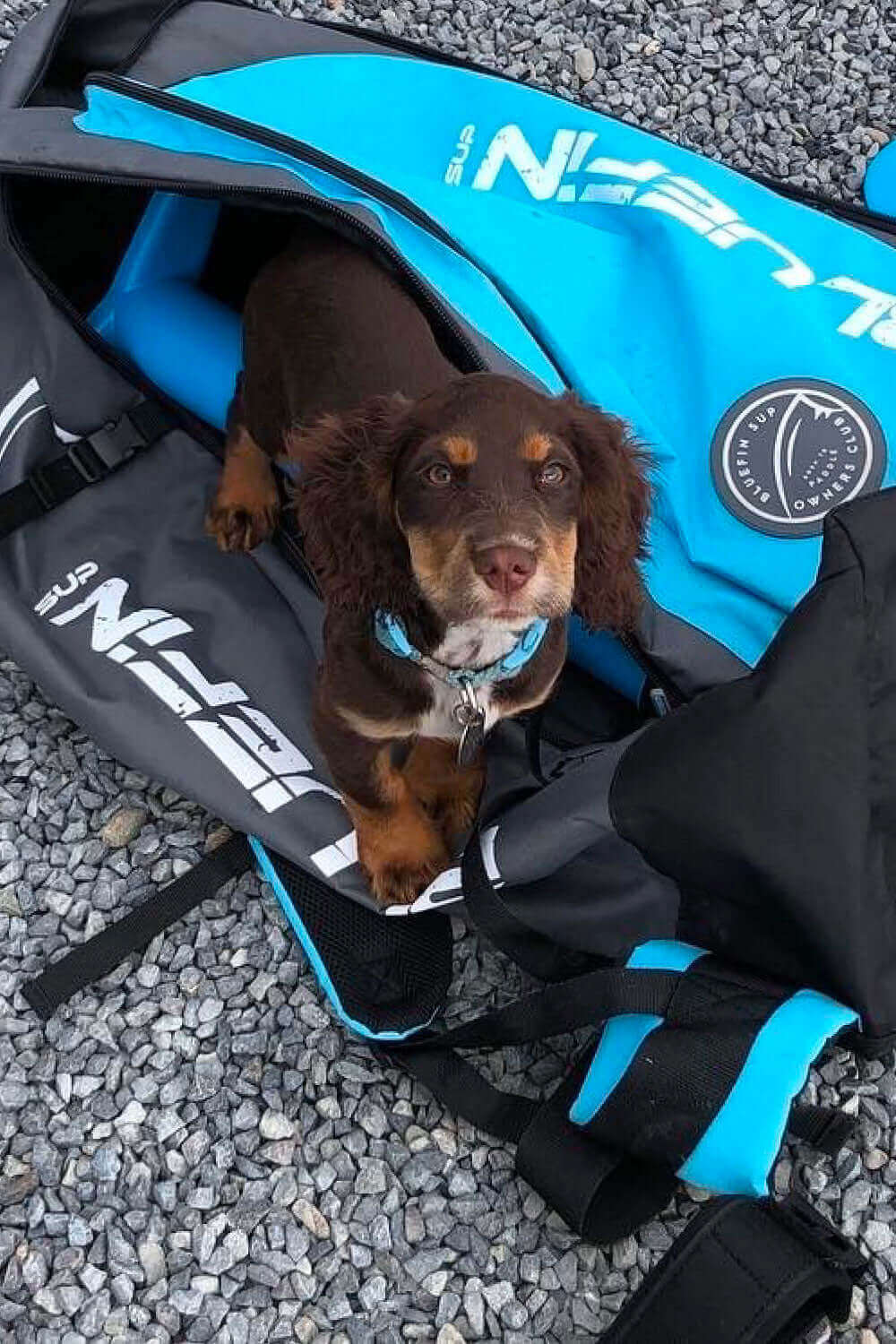 Brown and tan puppy sitting inside a blue and black SUP bag on gravel.