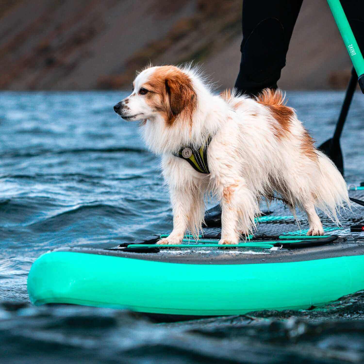 Dog standing on a turquoise paddleboard in water, wearing a black harness, looking ahead.