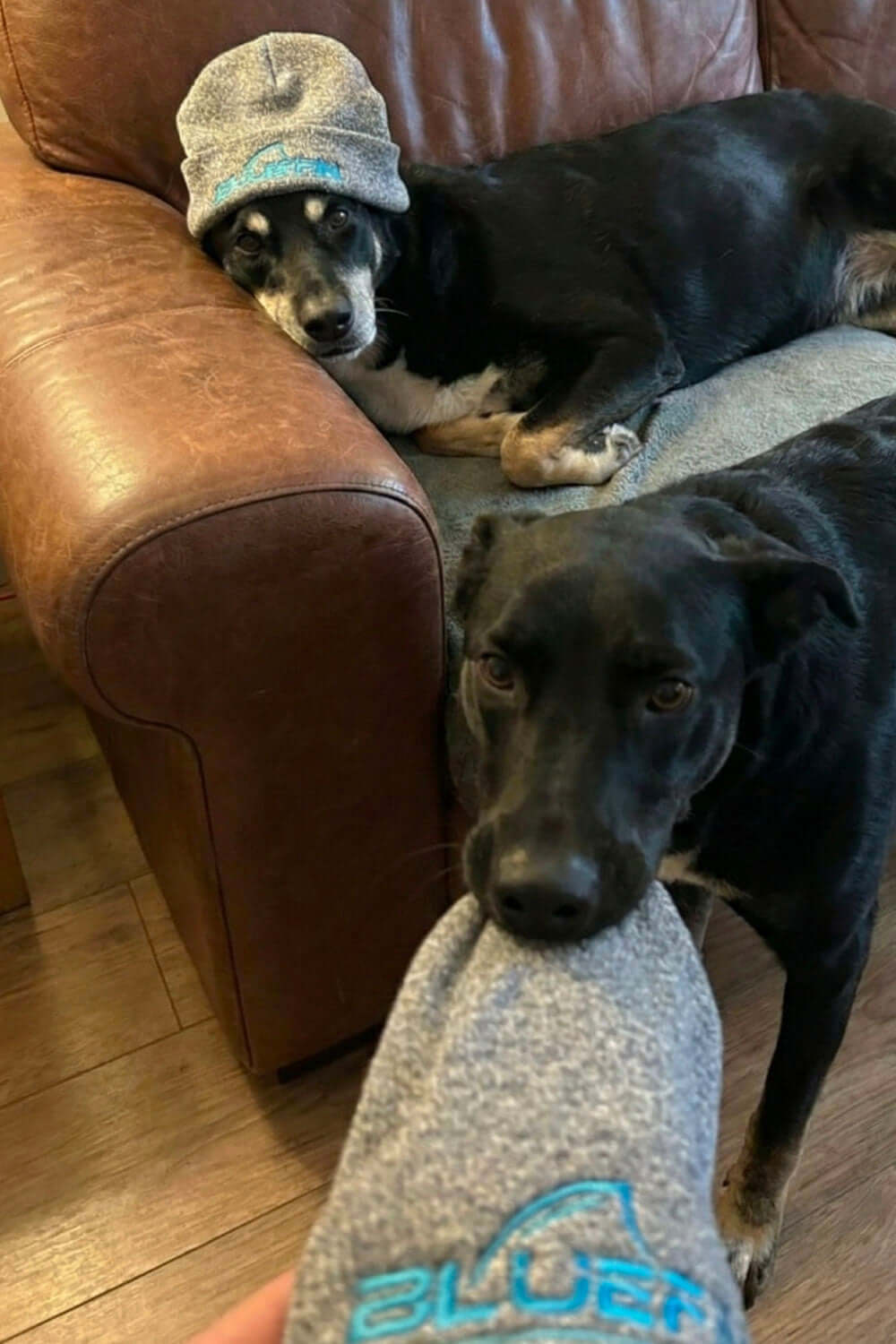 Two dogs on a couch, one wearing a gray beanie, the other holding a beanie in its mouth.