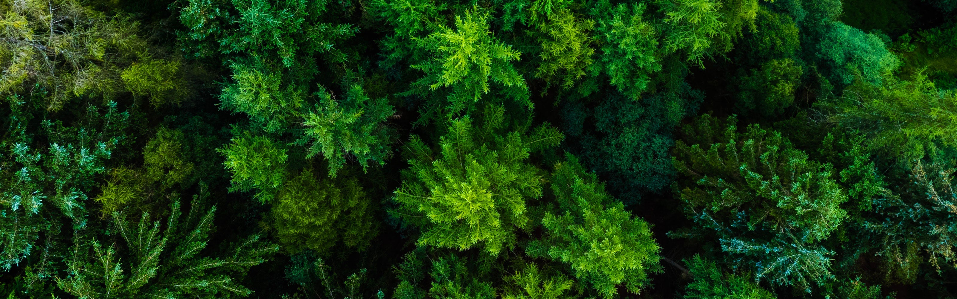 Aerial view of dense green forest with various tree types and shades of green foliage