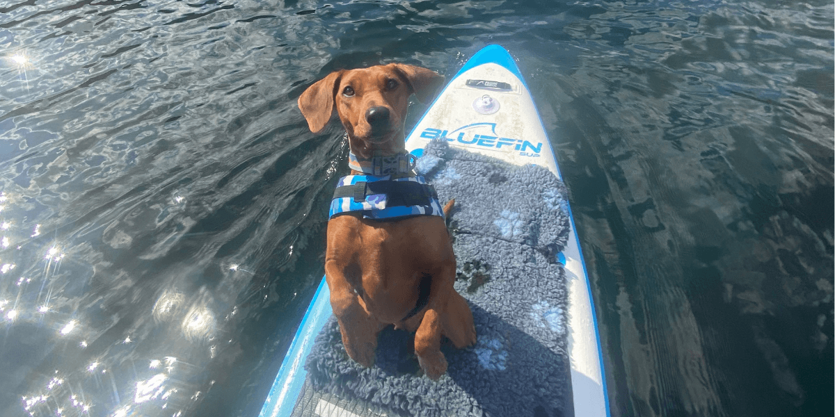 A dog sat on a paddleboard